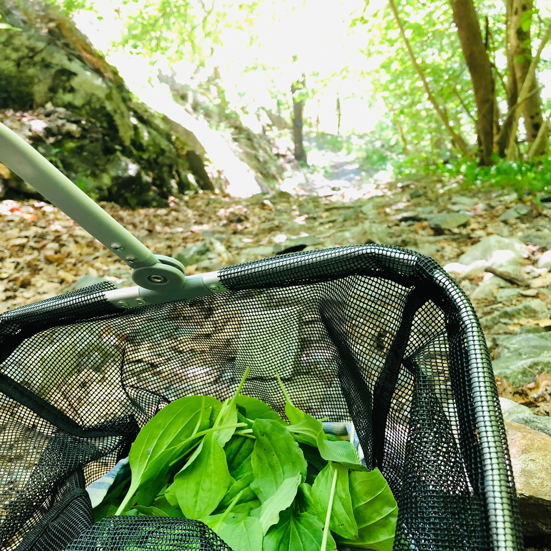 Groblader sanket i skogen